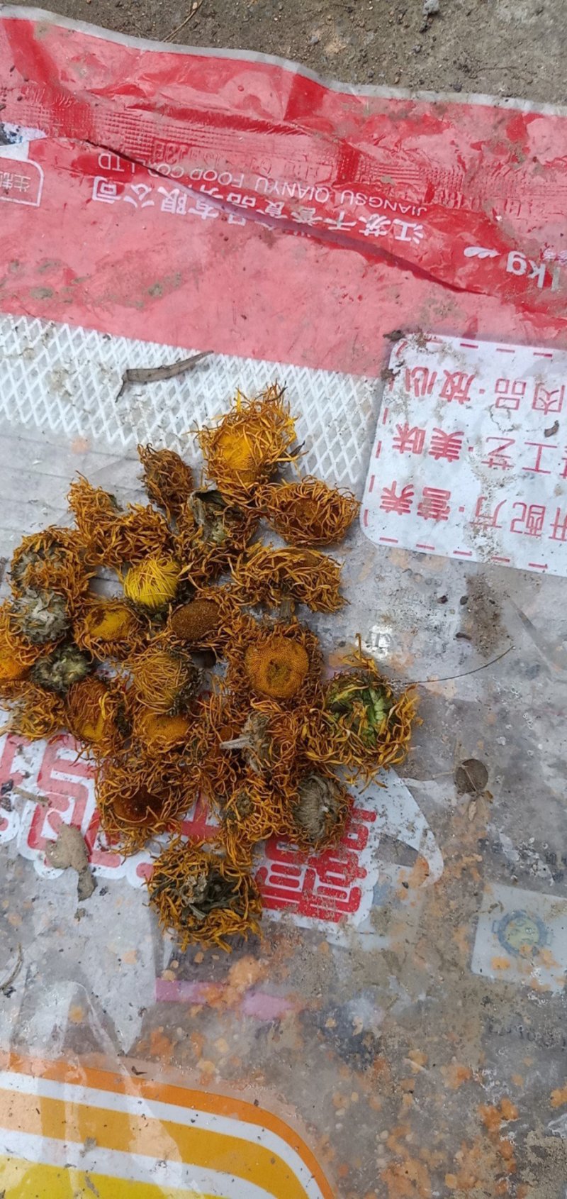 野菊花