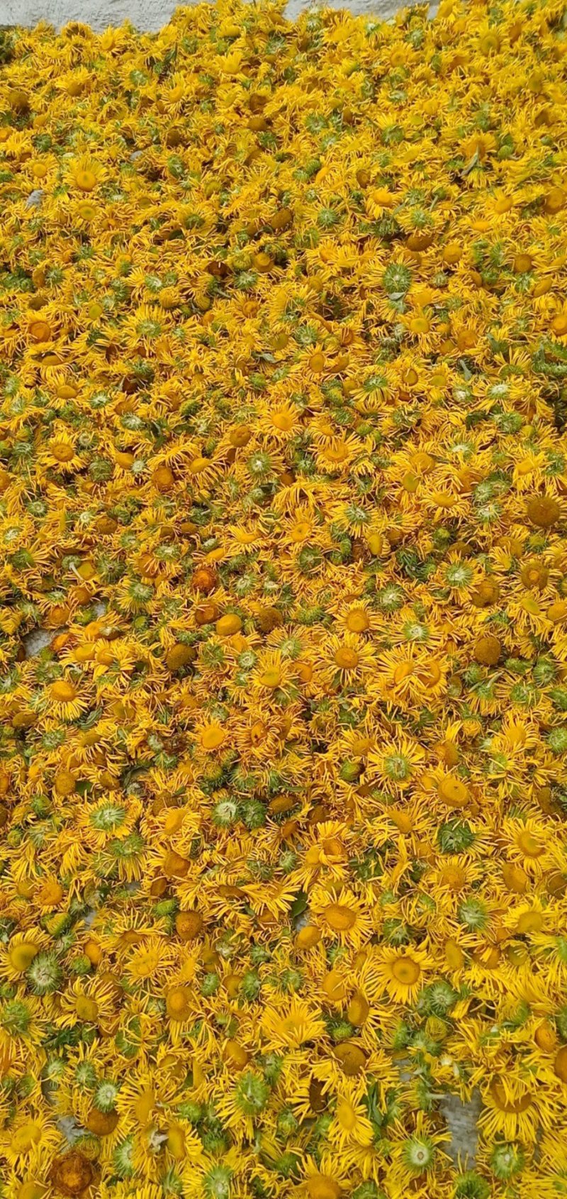 野菊花