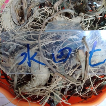 水田七野生干货无硫，鲜货