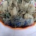 水田七野生干货无硫，鲜货