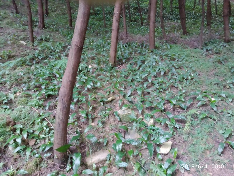 水田七野生干货无硫，鲜货