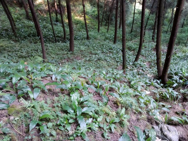 水田七野生干货无硫，鲜货