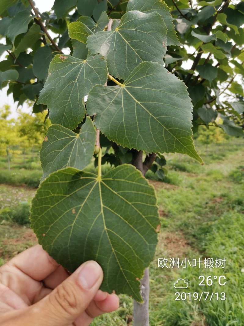 欧洲大小叶椴树紫叶椴树大小规格均有