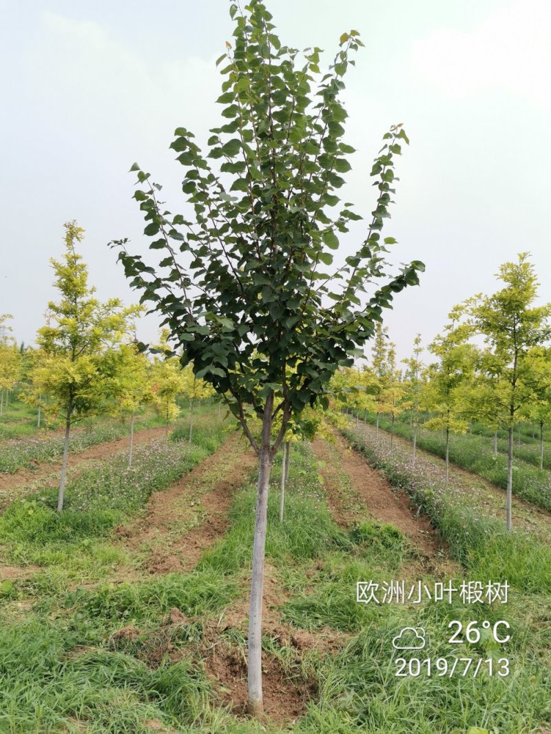 欧洲大小叶椴树紫叶椴树大小规格均有