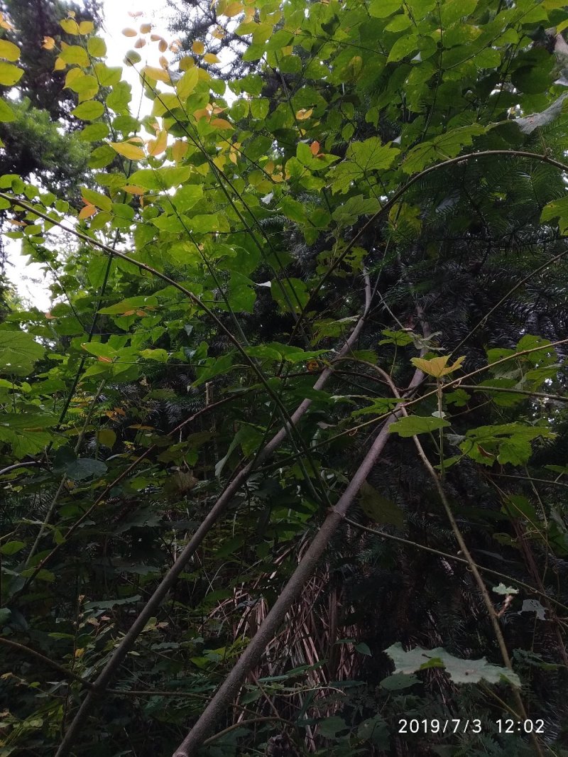钩藤