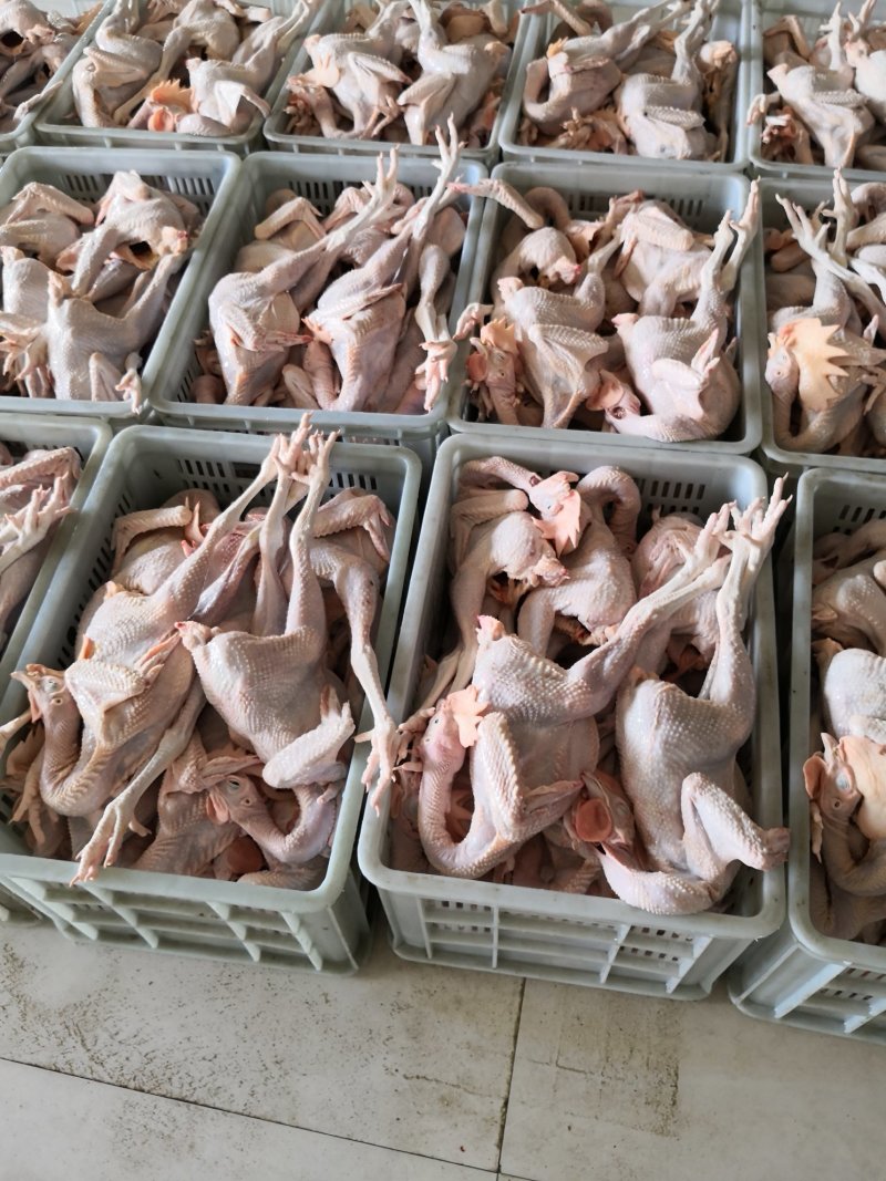 大冠公鸡，肉质好，绿色养殖
