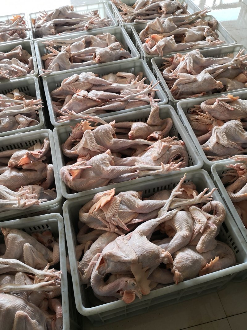 大冠公鸡，肉质好，绿色养殖
