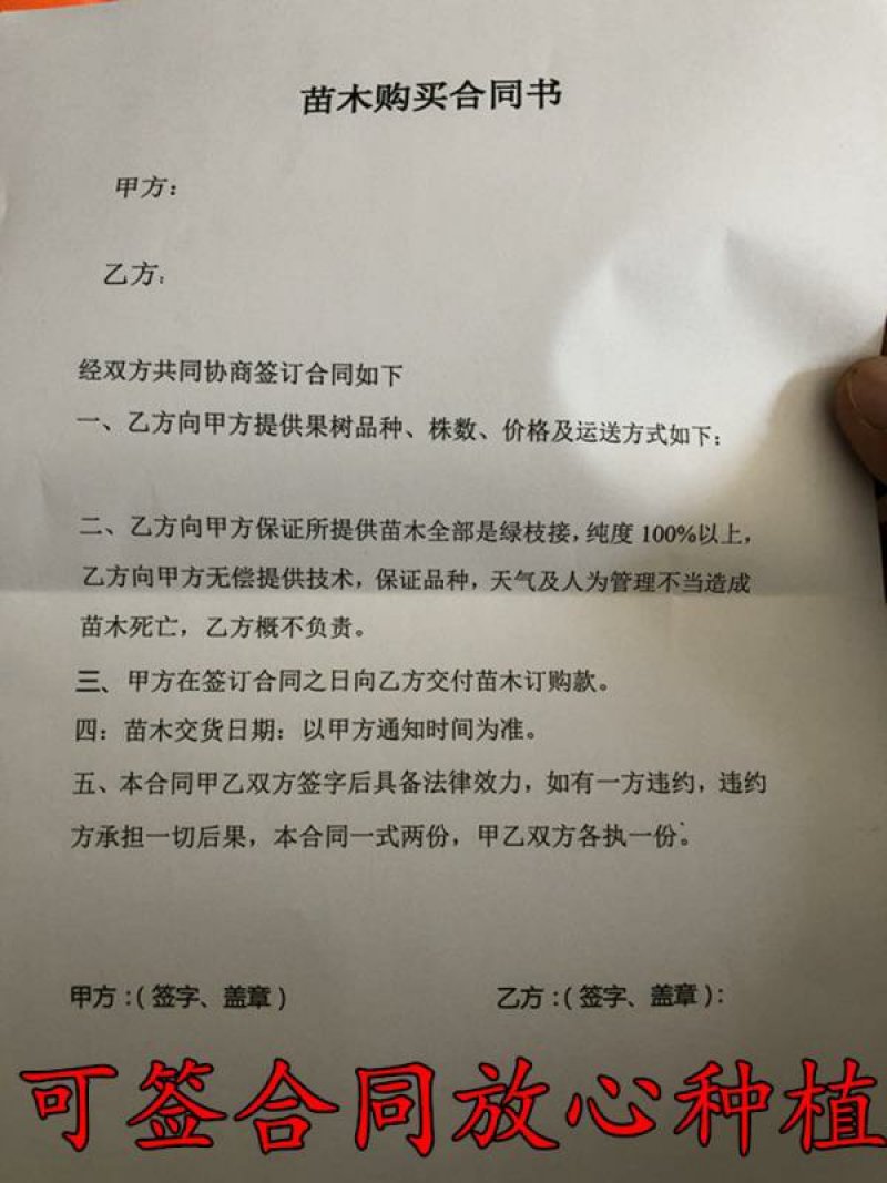 甜桔柚苗黄果柑苗橘苗1年苗