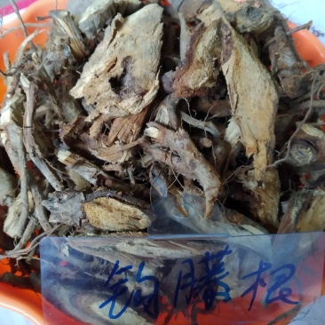 钩藤根