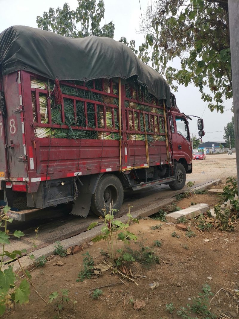 长白大葱基地一手货源直供