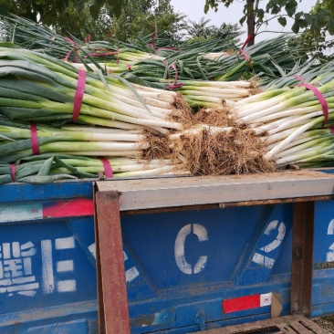 长白大葱基地一手货源直供