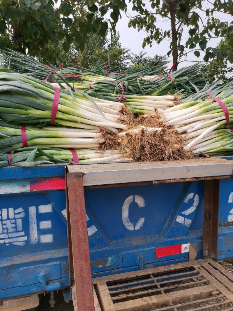 长白大葱基地一手货源直供