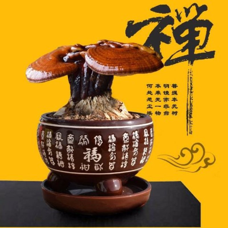 灵芝盆栽植物花卉室内观赏桌面办公室摆件干体创意性盆栽