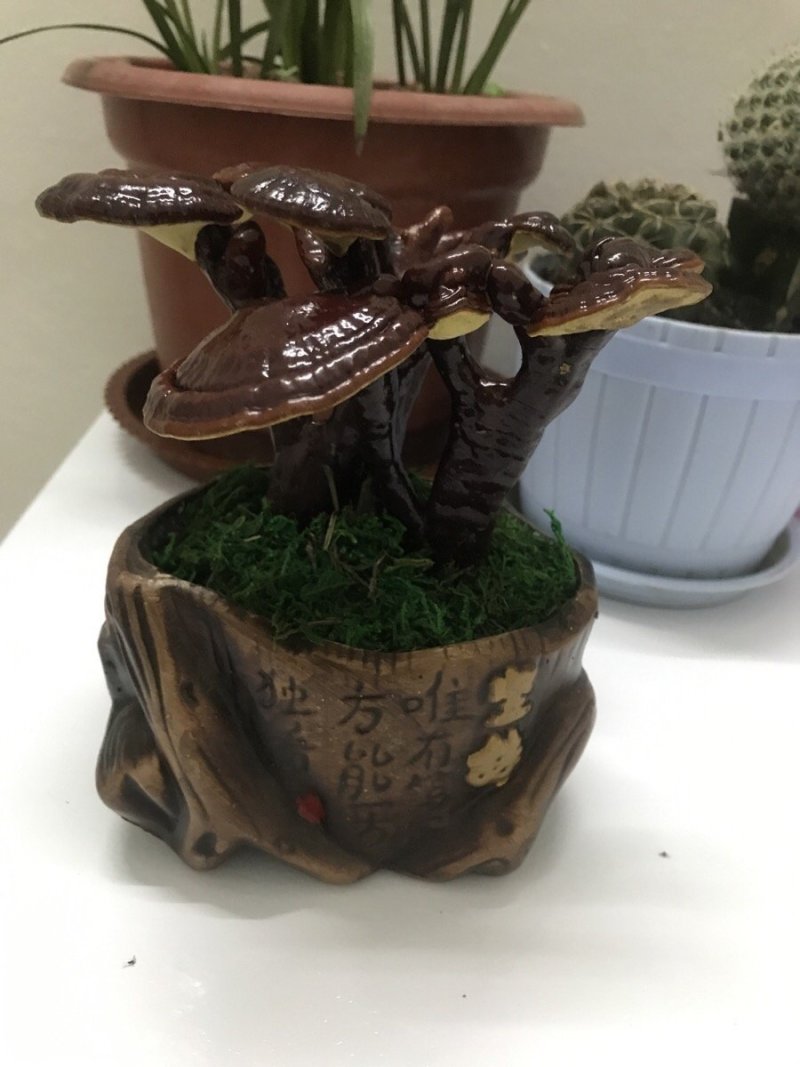 灵芝盆栽植物花卉室内观赏桌面办公室摆件干体创意性盆栽