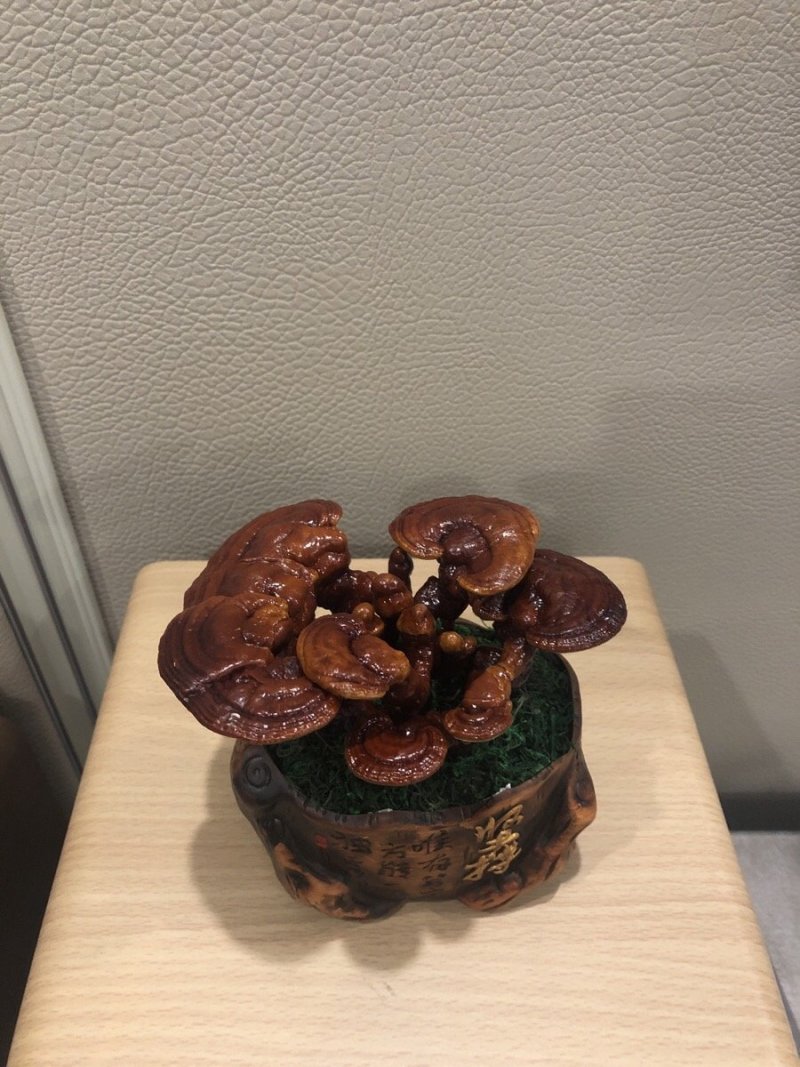 灵芝盆栽植物花卉室内观赏桌面办公室摆件干体创意性盆栽