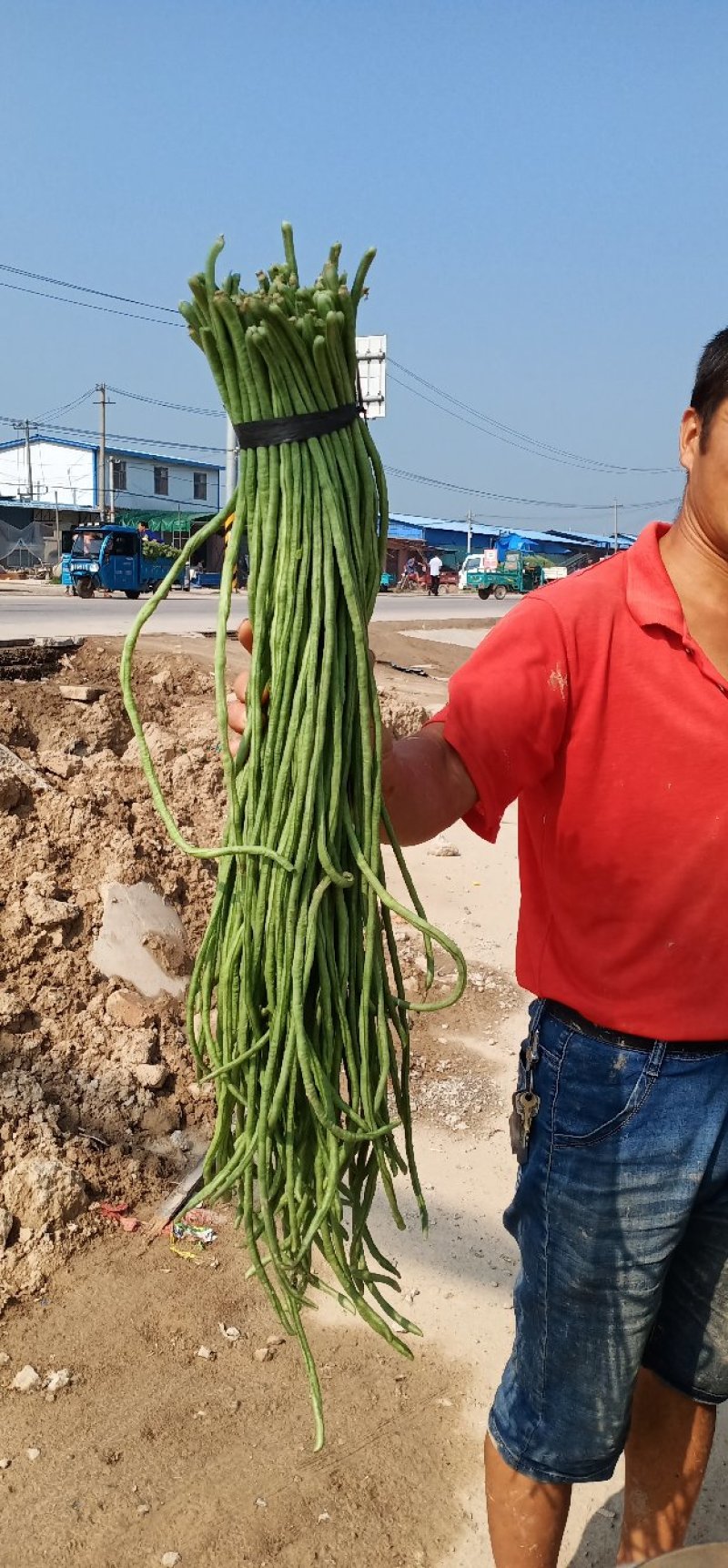 豆角规格70-80厘米