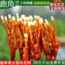 【鹿角灵芝买就送喷壶】鹿角灵芝菌种菌包灵芝盆栽盆景活体
