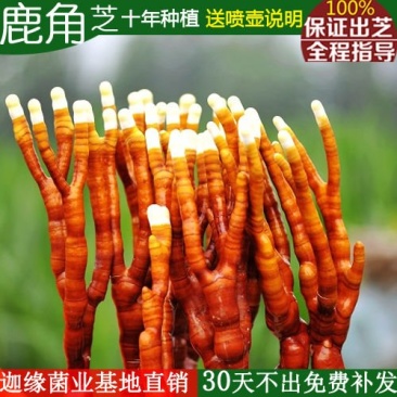 【鹿角灵芝买就送喷壶】鹿角灵芝菌种菌包灵芝盆栽盆景活体
