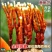 【鹿角灵芝买就送喷壶】鹿角灵芝菌种菌包灵芝盆栽盆景活体
