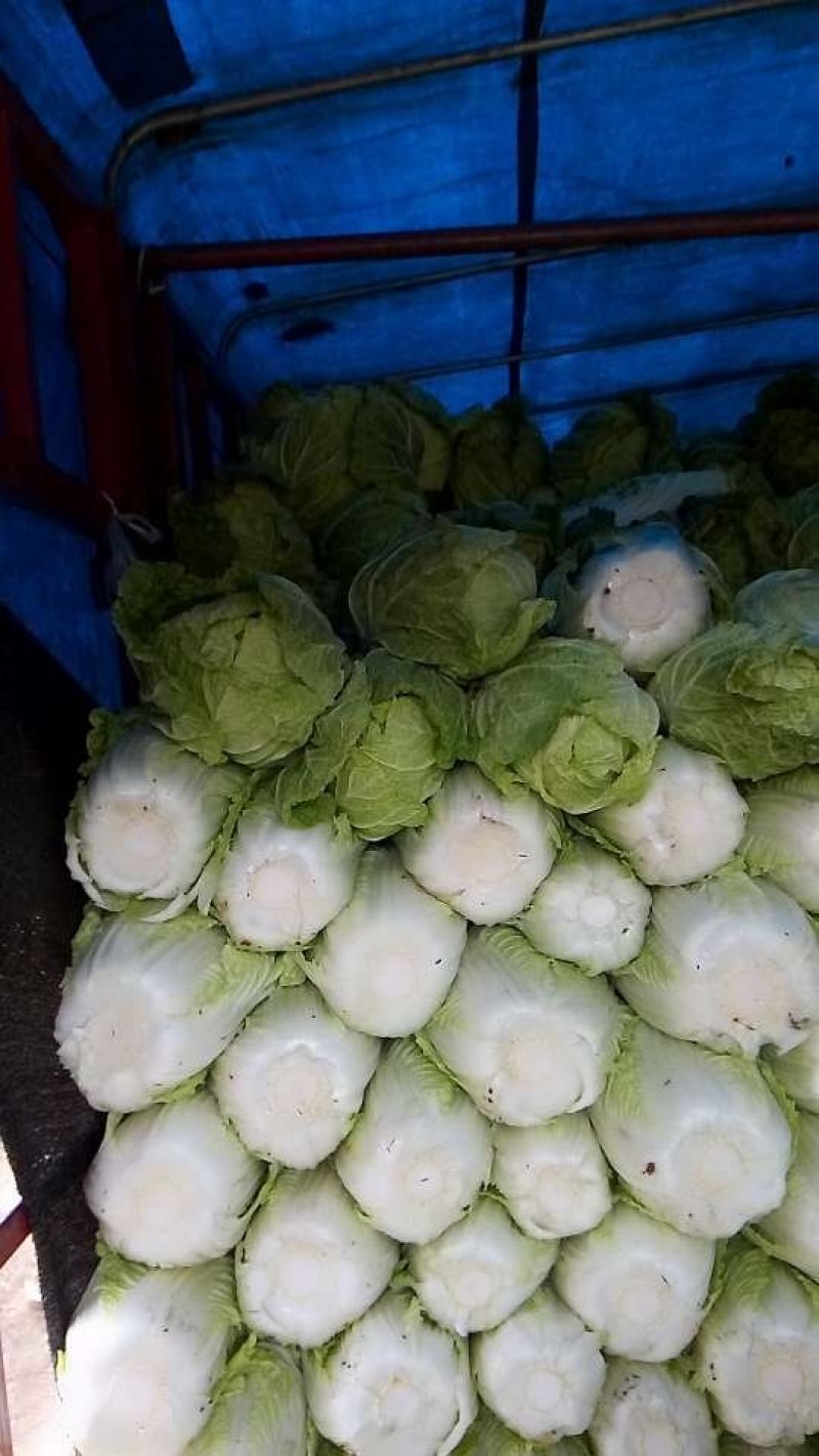 黄心大白菜