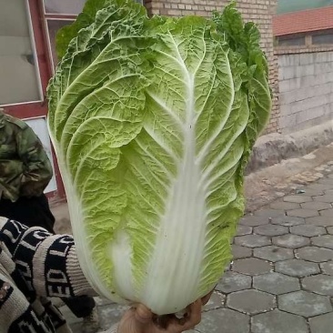 黄心大白菜