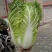 黄心大白菜