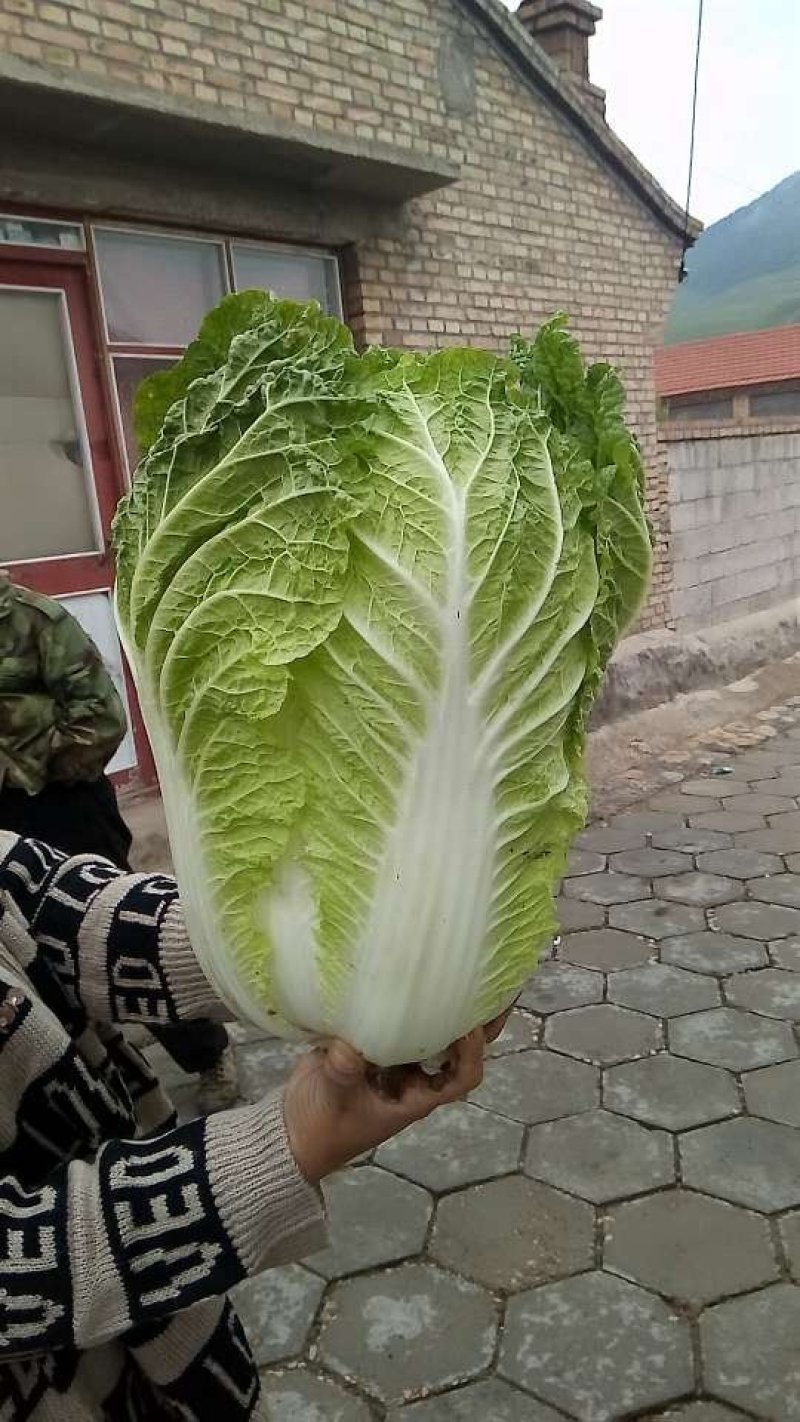 黄心大白菜