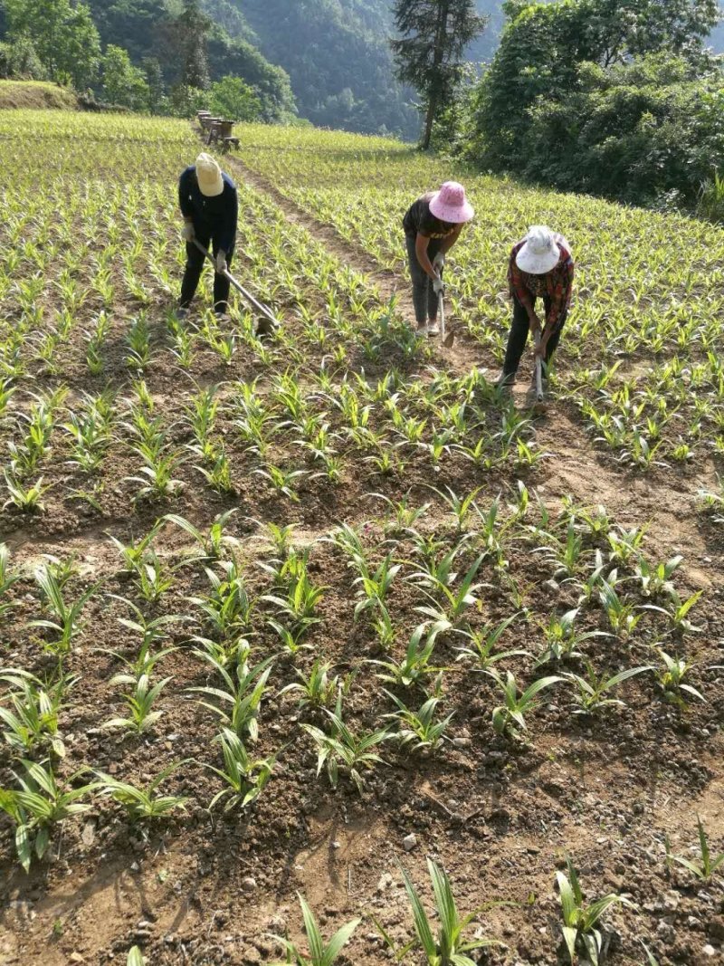 白芨种苗无条件技术跟踪服务免费补苗保价回收