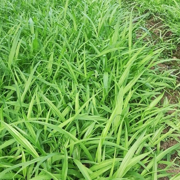 白芨种苗无条件技术跟踪服务免费补苗保价回收