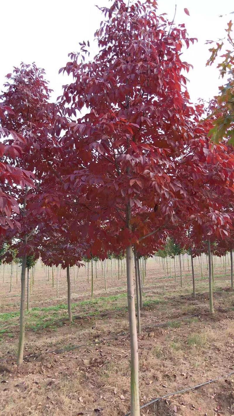 秋紫白蜡5-10公分大量供应绿化苗木