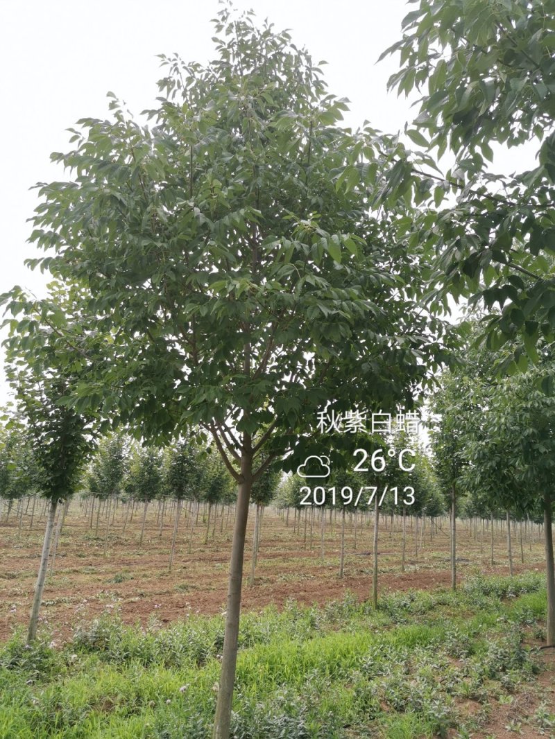 秋紫白蜡5-10公分大量供应绿化苗木