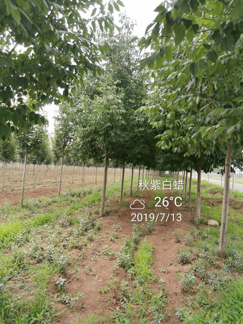 秋紫白蜡5-10公分大量供应绿化苗木
