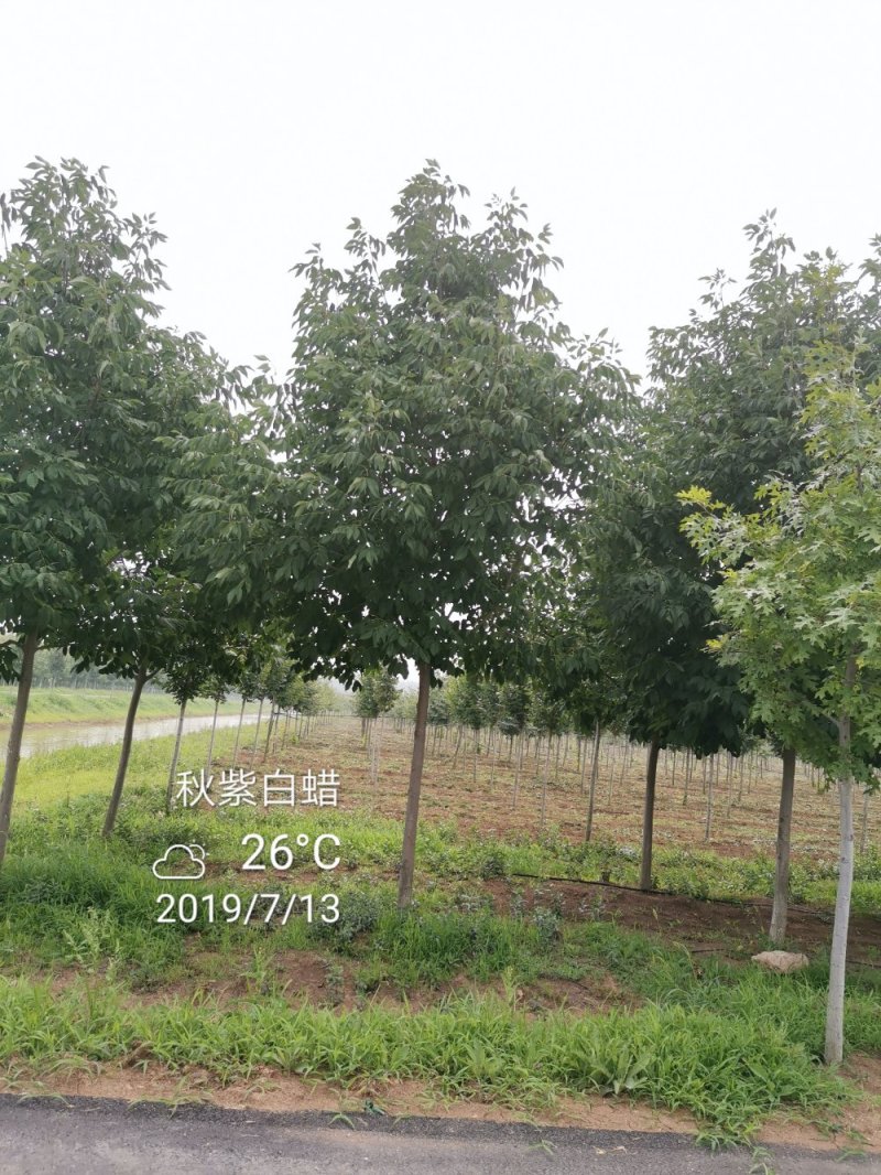秋紫白蜡5-10公分大量供应绿化苗木