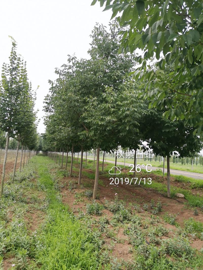 秋紫白蜡5-10公分大量供应绿化苗木