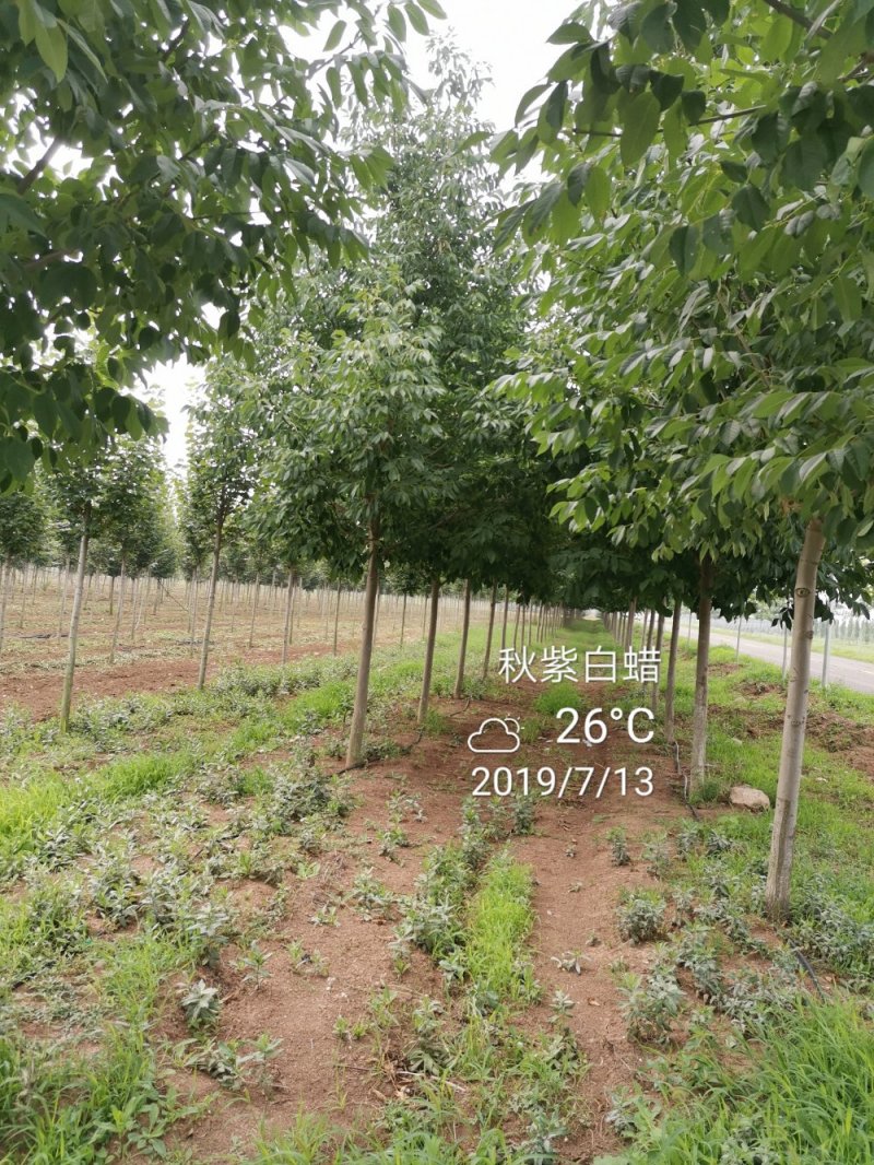 秋紫白蜡5-10公分大量供应绿化苗木