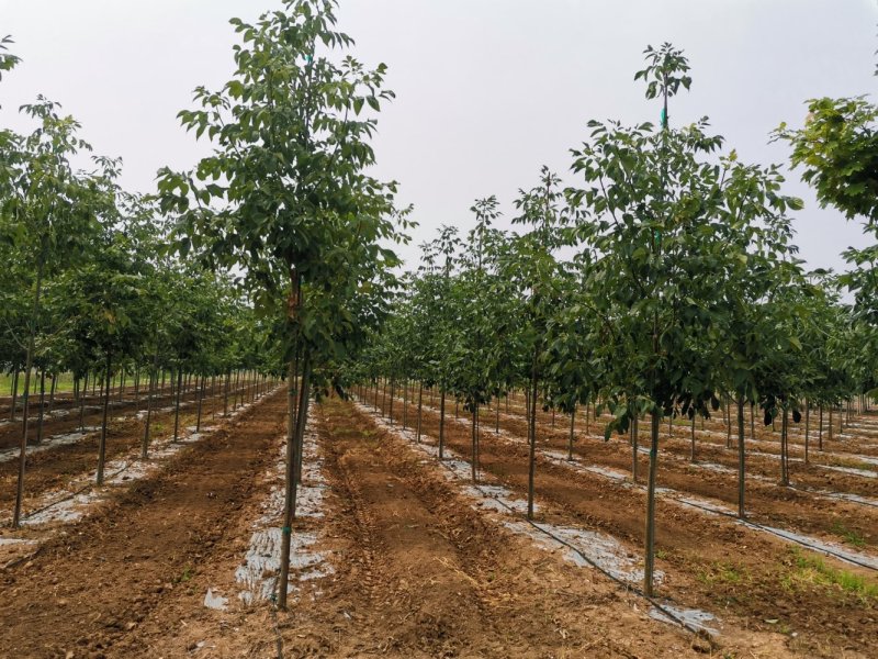 秋紫白蜡5-10公分大量供应绿化苗木