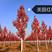 美国红枫秋火焰十月光辉5-15大量供应