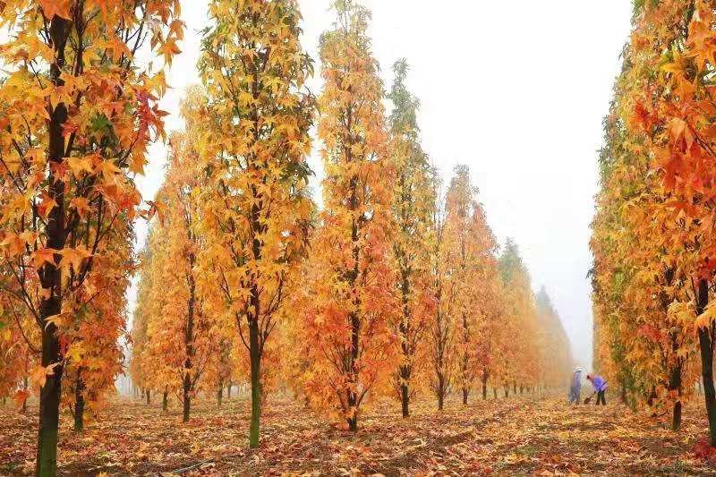 美国红枫秋火焰十月光辉苗圃大量供应绿化苗木