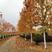 美国红枫秋火焰十月光辉苗圃大量供应绿化苗木