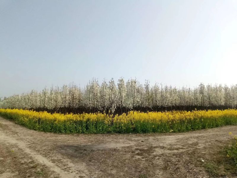 彩叶豆梨克利夫兰红塔品种规格齐全苗圃大量供应绿化苗