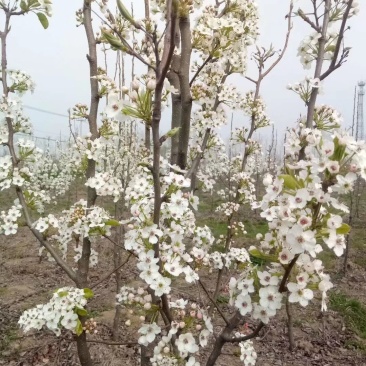 彩叶豆梨克利夫兰红塔品种规格齐全苗圃大量供应绿化苗