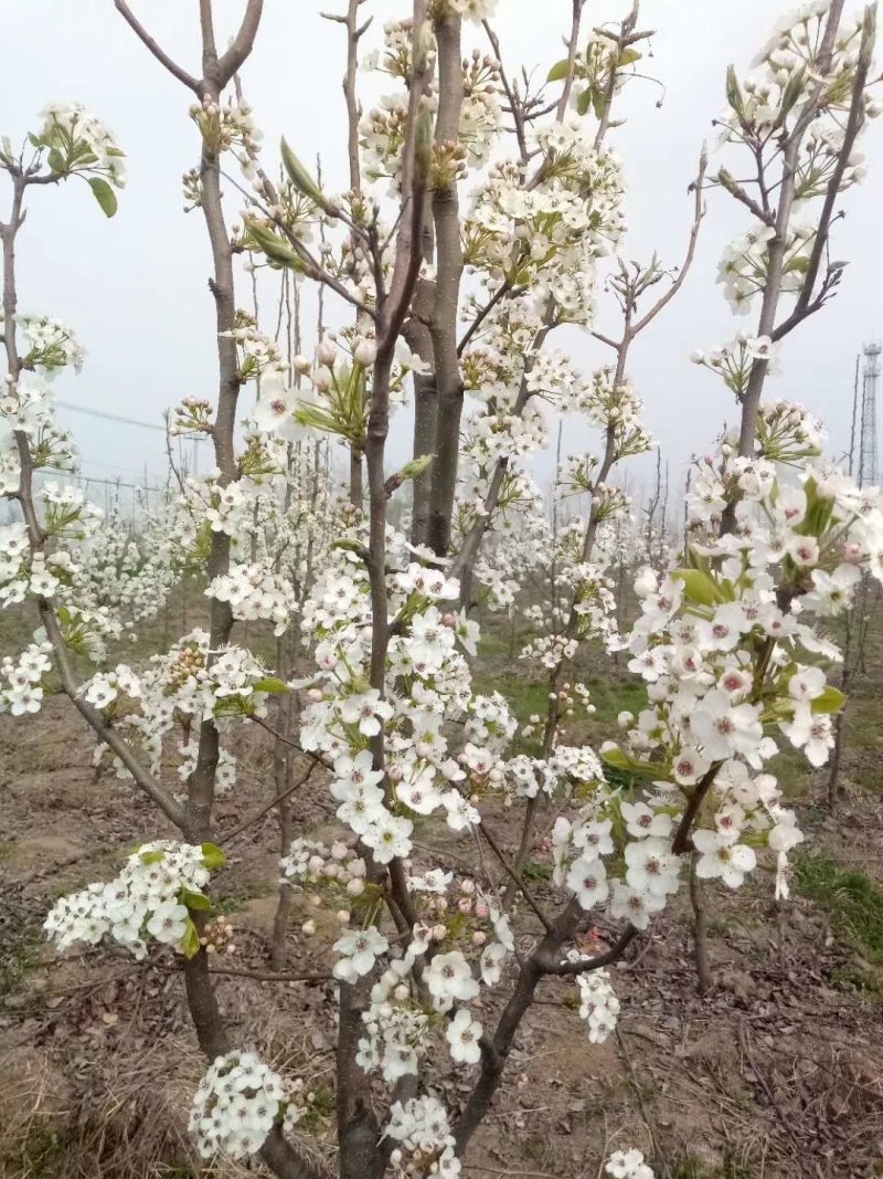 彩叶豆梨克利夫兰红塔品种规格齐全苗圃大量供应绿化苗