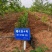 彩叶豆梨克利夫兰红塔品种规格齐全苗圃大量供应绿化苗