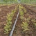 彩叶豆梨克利夫兰红塔品种规格齐全苗圃大量供应绿化苗
