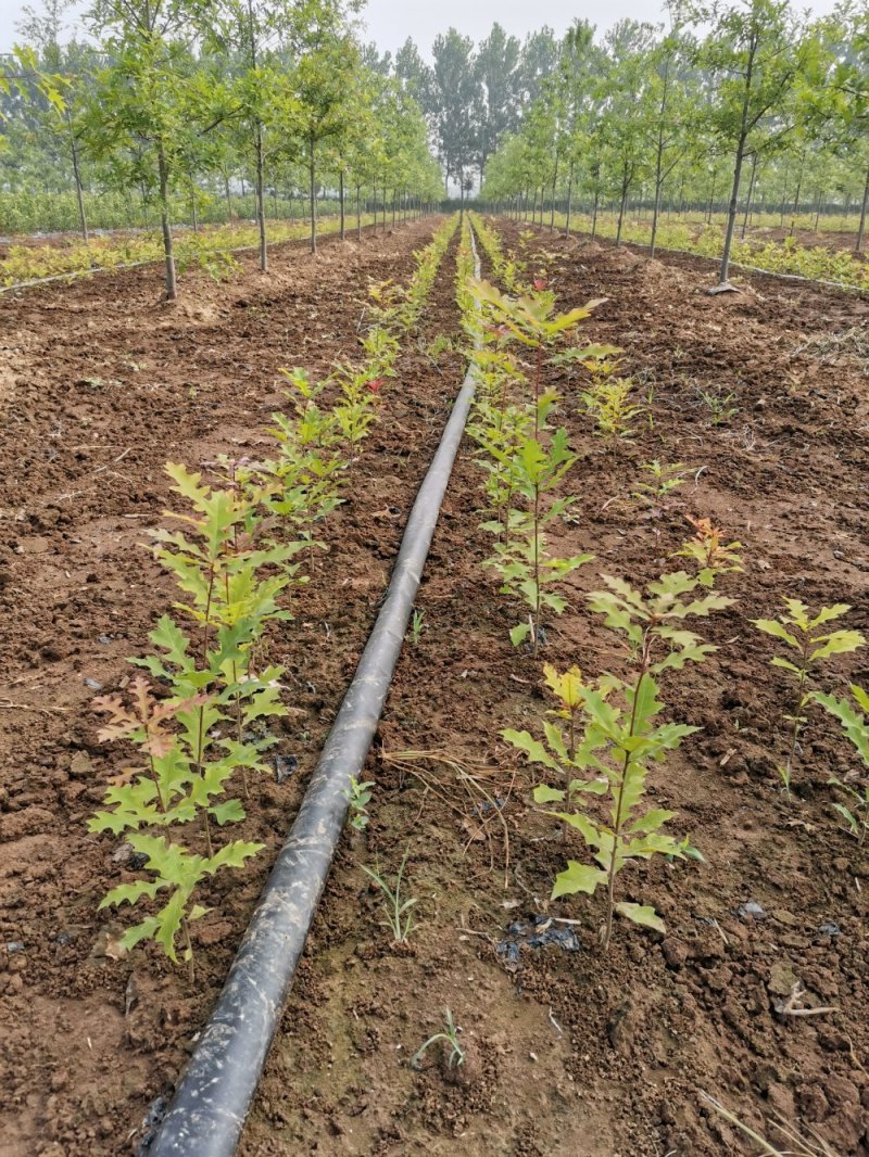 彩叶豆梨克利夫兰红塔品种规格齐全苗圃大量供应绿化苗