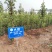 彩叶豆梨克利夫兰红塔品种规格齐全苗圃大量供应绿化苗