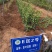 彩叶豆梨克利夫兰红塔品种规格齐全苗圃大量供应绿化苗