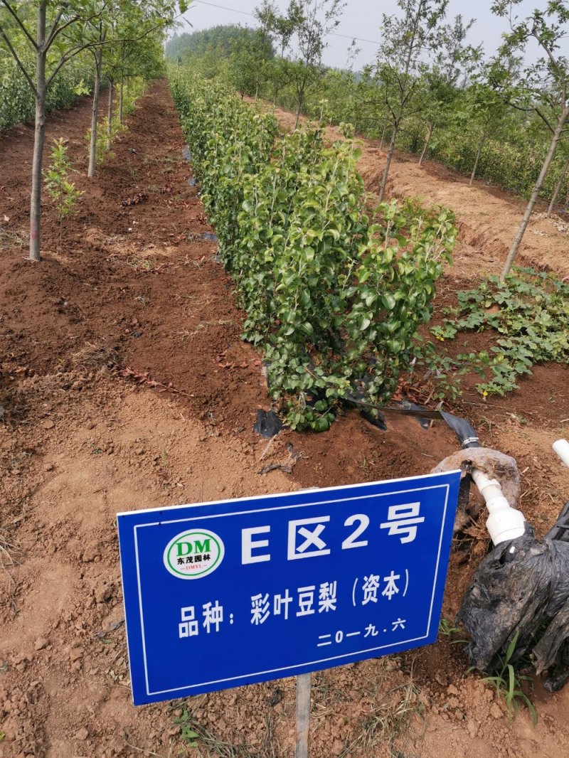 彩叶豆梨克利夫兰红塔品种规格齐全苗圃大量供应绿化苗