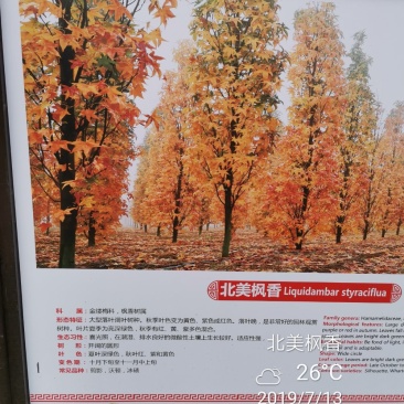 北美枫香俄阿莉彩叶树种行道树苗圃大量供应