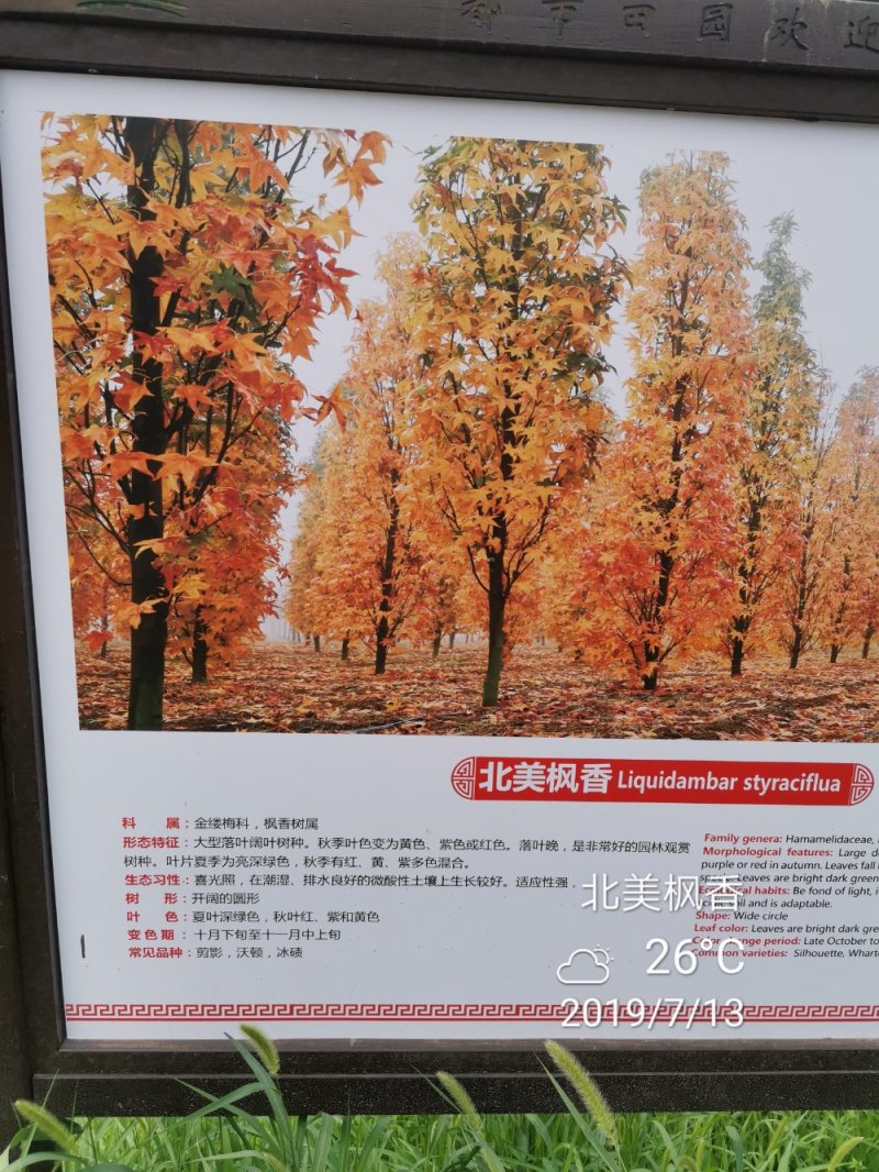 北美枫香俄阿莉彩叶树种行道树苗圃大量供应